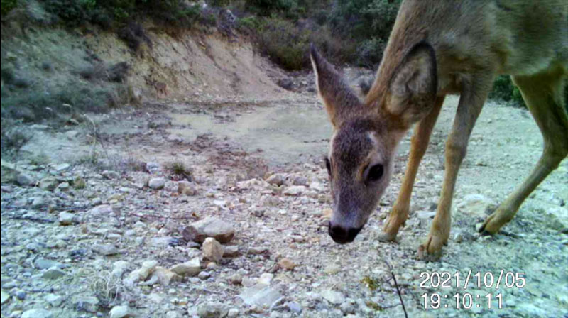 Fotoparany al Montsec: Cabirol jove ensumant