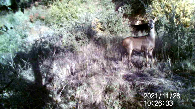 Fotoparany a la Vall d'Àger: Jove de Cabirol escrutant l'entorn de dia 1/2