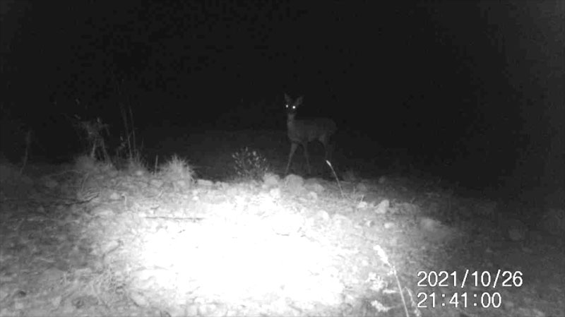 Fotoparany al Montsec: Cabirol jove guaitant molta estona de nit