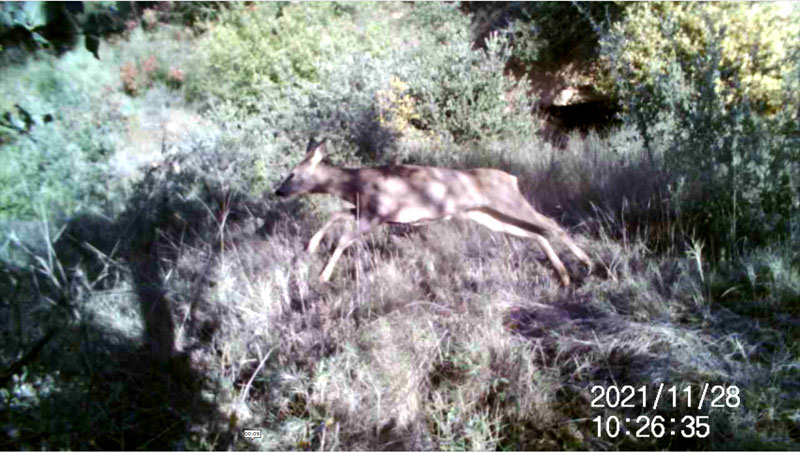 Fotoparany a la Vall d'Àger: Jove de Cabirol surt disparat de dia 2/2