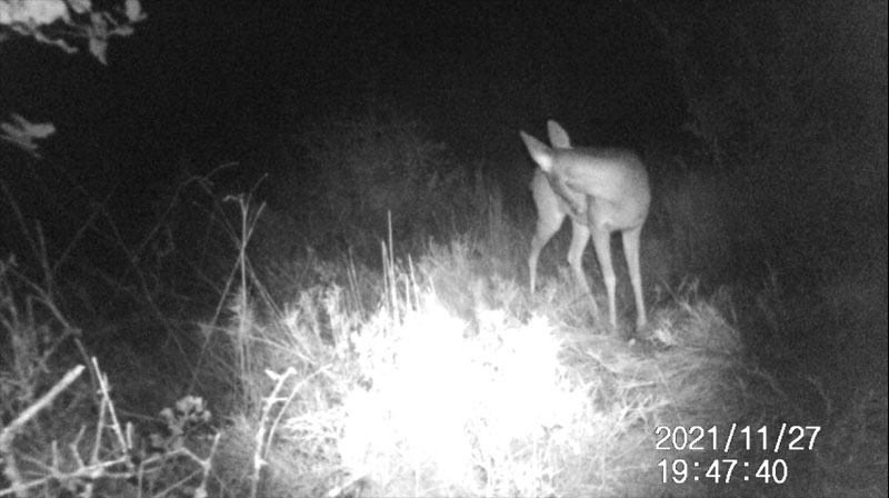 Fotoparany a la Vall d'Àger: Jove de Cabirol llepant-se de nit