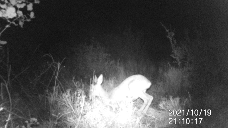 Fotoparany a la Vall d'Àger: Femella o Jove de Cabirol descansant de nit 5/8 Ajaçant-se