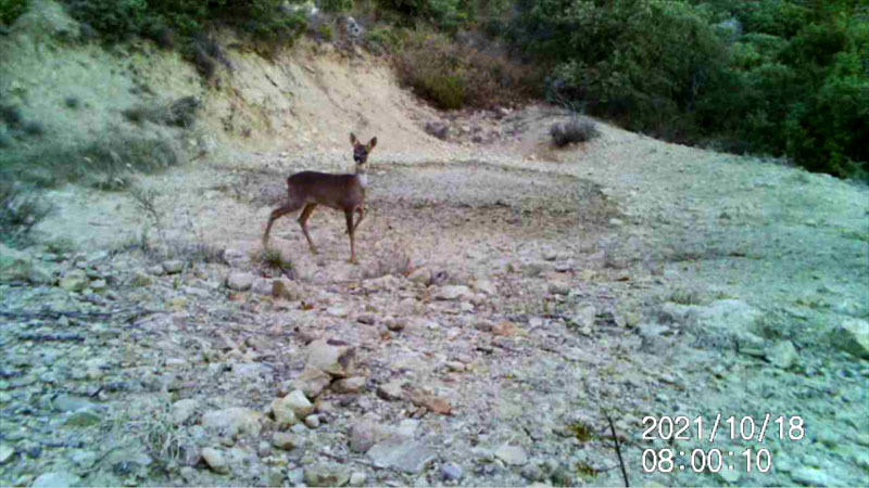 Fotoparany al Montsec: Cabirol jove guaitant