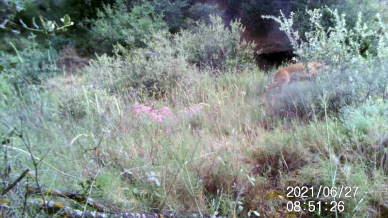 Fotoparany a la Vall d'Àger: Cabirol mascle saltant