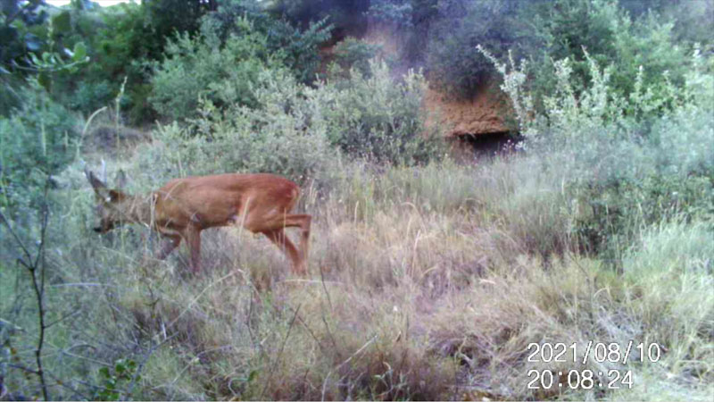 Fotoparany a la Vall d'Àger:Mascle de Cabirol ensumant de dia