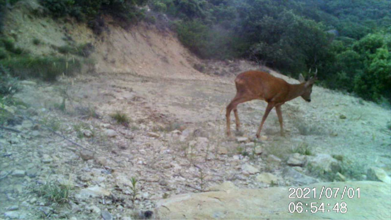 Fotoparany al Montsec: Cabirol mascle de dia