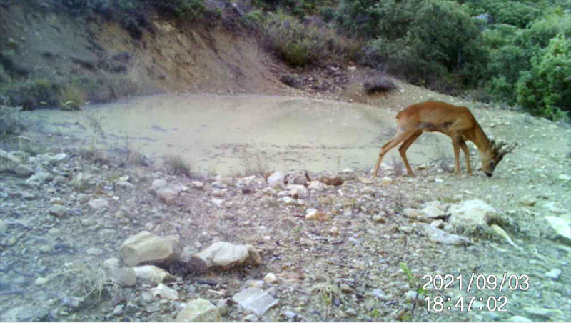 Fotoparany al Montsec: Cabirol mascle ensumant