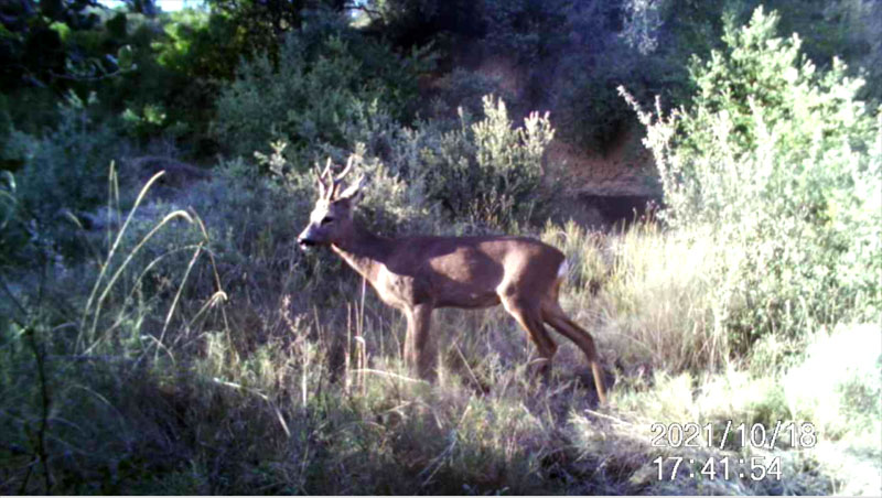 Fotoparany a la Vall d'Àger: Mascle de Cabirol guaita i ensuma l'aire de dia