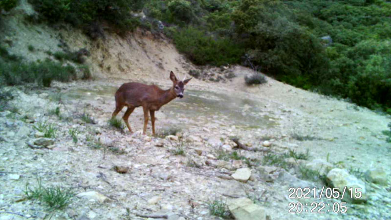 Fotoparany al Montsec: Cabirol mascle amb banyes poc desenvolupades