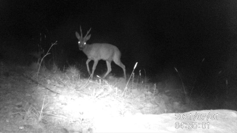 Fotoparany al Montsec: Cabirol mascle de nit