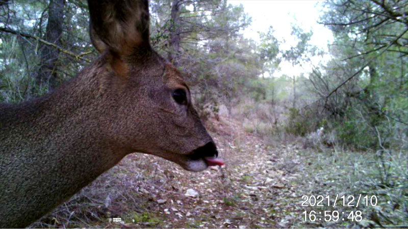 Fotoparany a Vallbona: Cabirol torna ensumant i guaitant de dia 3/3