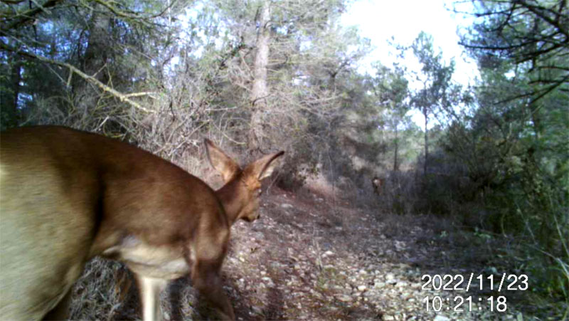 Fotoparany a Vallbona: 3 cabirols joves passant de dia