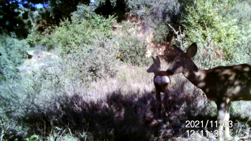 Fotoparany a la Vall d'Àger: Jove sde Cabirol guaitant de dia