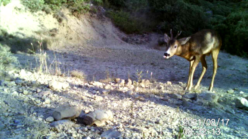 Fotoparany al Montsec: Cabirol mascle llepant