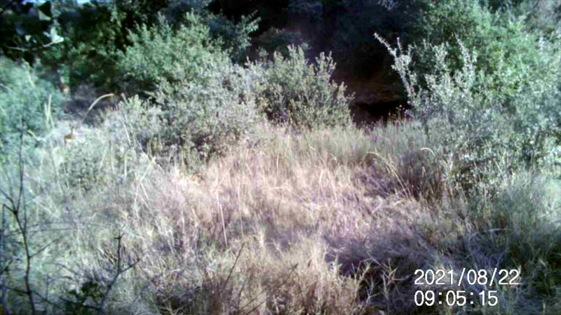 Fotoparany a la Vall d'Àger:Cabirol pujant el marge entre bancals