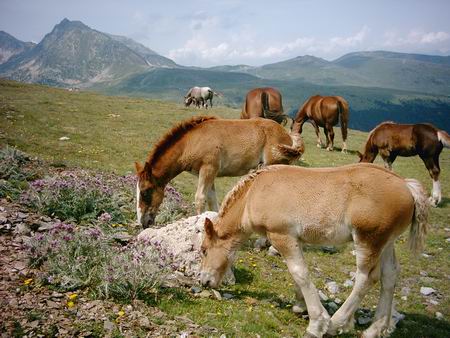 caballos