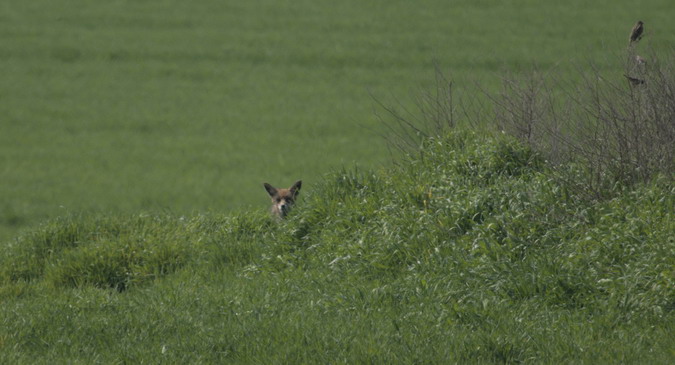 Guineu comuna (Vulpes vulpes)