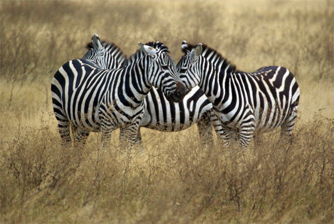 Zebra de Grant(Equus burchellii boehmi)