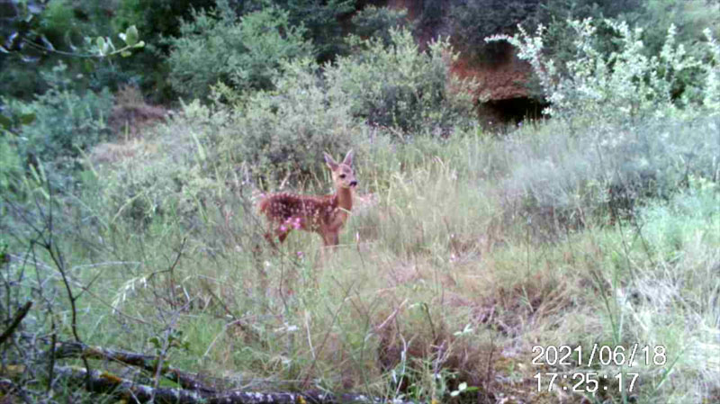 Fotoparany a la Vall d'Àger: El primer cervatell