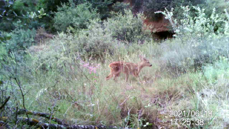 Fotoparany a la Vall d'Àger: El segon cervatell