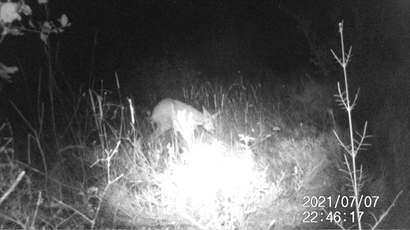 Fotoparany a la Vall d'Àger: Cervatell rascant-se