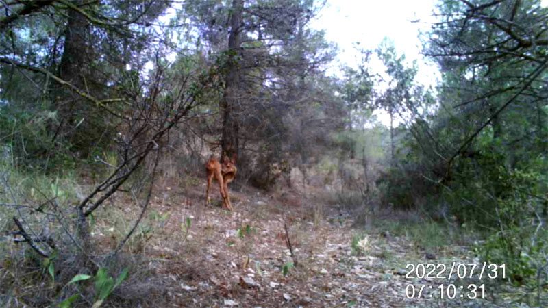 Fotoparany a Vallbona: Cervatell de Cabirol llepant-se de dia