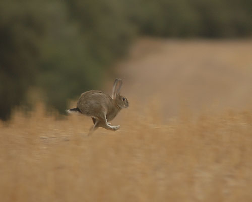 Conill de bosc. Conejo común (Oryctolagus cuniculus)