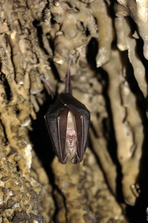 Rat-penat de ferradura petit (Rhinolophus hipposideros)