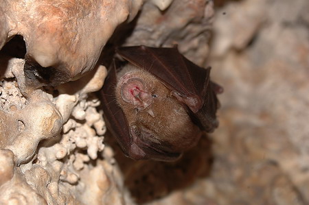 Rat-penat de ferradura gran (Rhinolophus ferrum-equinum) Murciélago grande de herradura