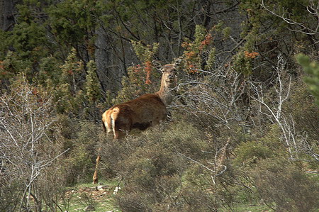 Cérvol (Cervus elaphus) Ciervo común