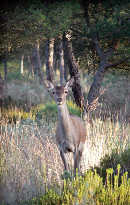 Cérvol (Cervus elaphus)