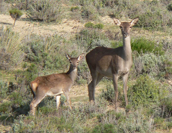 Cérvol comú (Cervus elaphus)