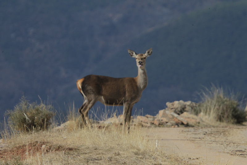 Isard pirinenc.