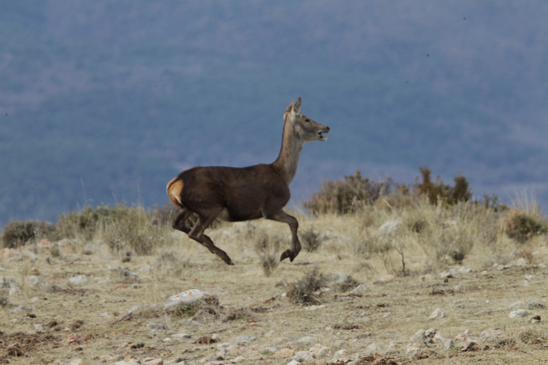 Isard pirinenc.