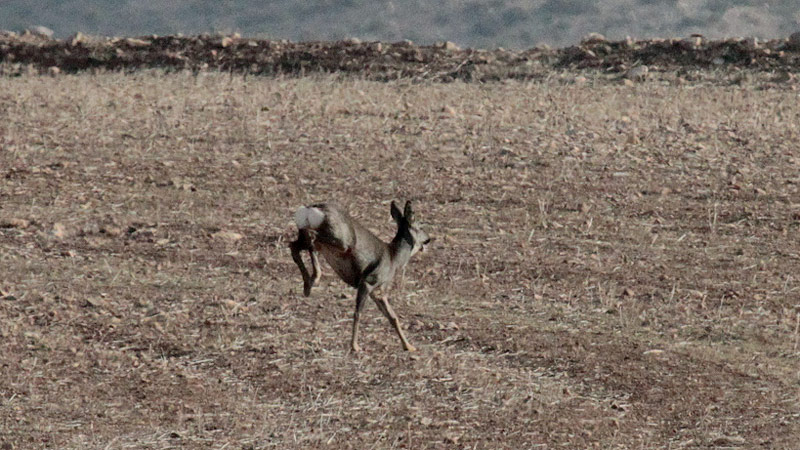 Cabirol ( Capreolus capreolus)