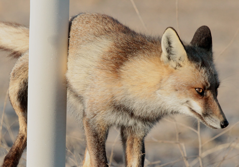 Guineu comuna (Vulpes vulpes)