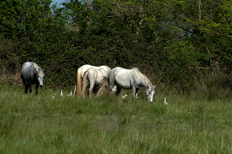 Cavalls