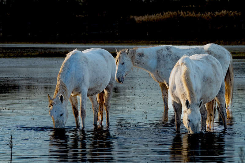 Cavalls de la Camarga