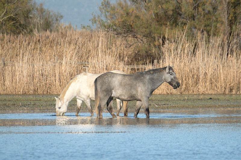 Cavalls de la Camarga