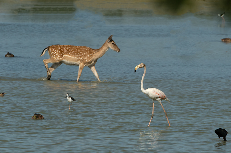 Daina.( Dama dama ) i Flamenc ( Phoenicopterus ruber)
