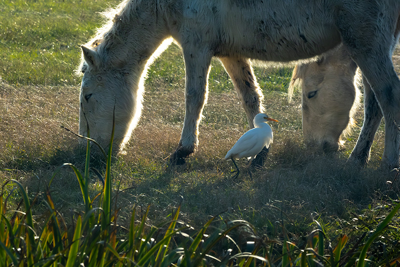Cavall de la Camarga i Esplugabous (Bubulcus ibis)