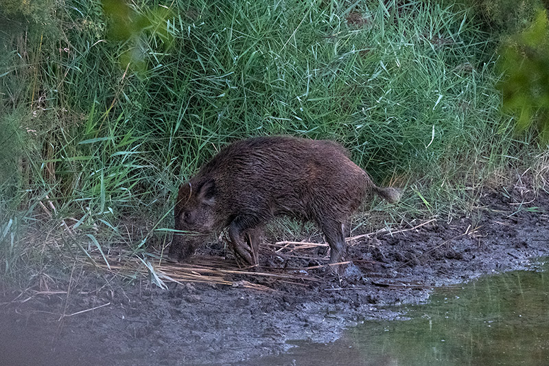 Porc senglar ( Sus scrofa )