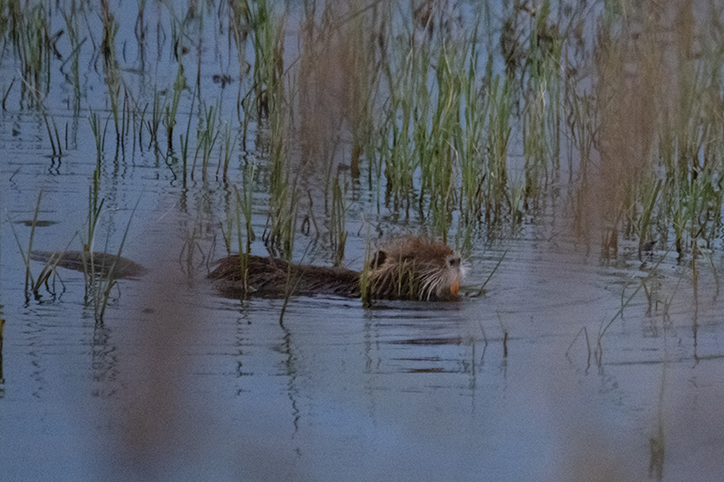 Coipú. ( Myocastor coypus )