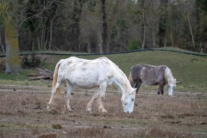 Cavalls