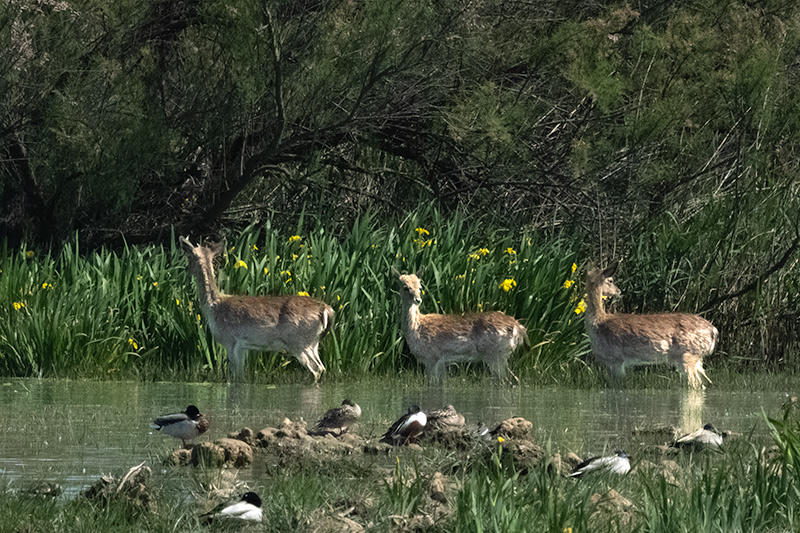 Daines. ( Dama dama )