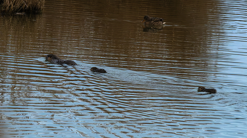 Coipú. ( Myocastor coypus )