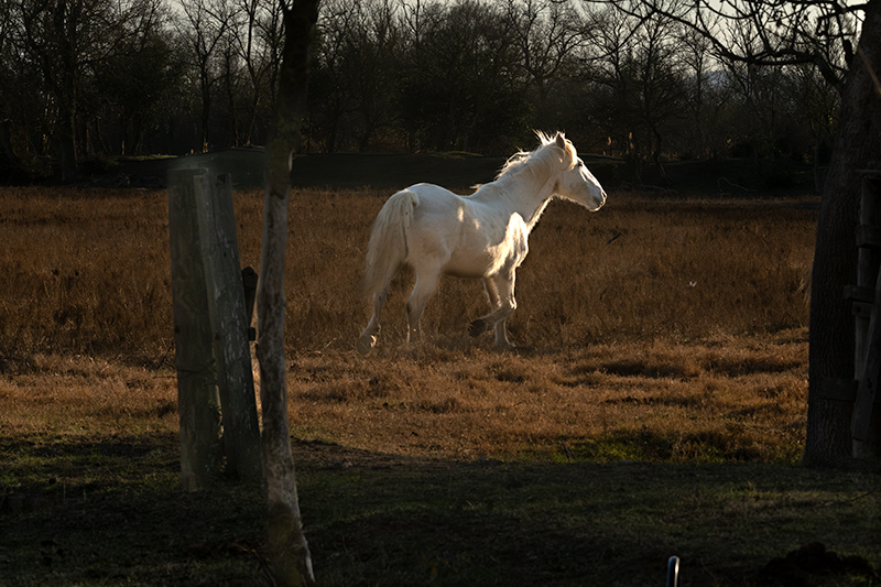 Cavalls de la Camarga