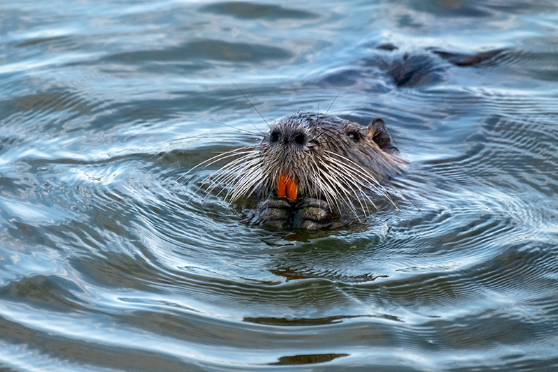 Coipú. ( Myocastor coypus )