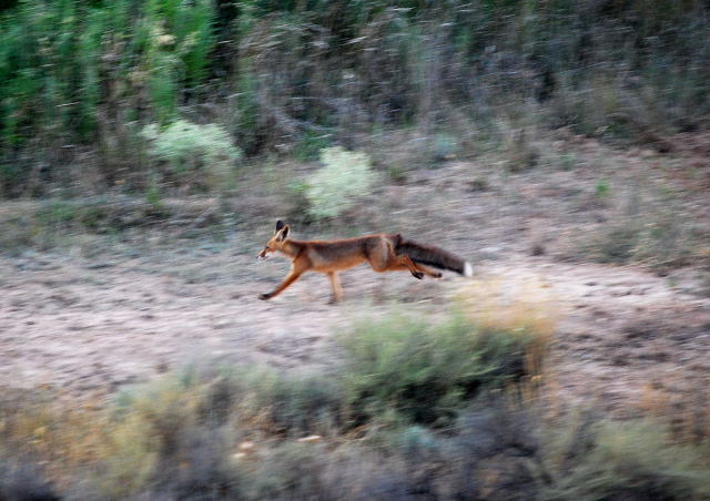 Guineu (Vulpes vulpes)