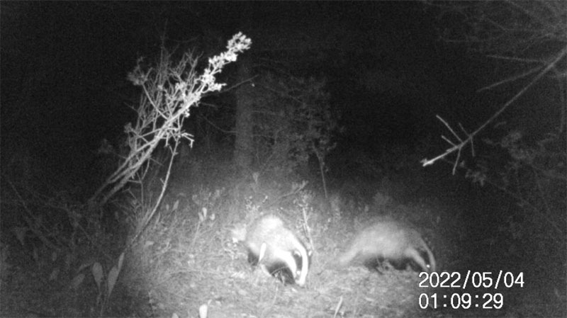 Fotoparany a Vallbona: Els 3 teixons ensumant i furgant de nit 2/2